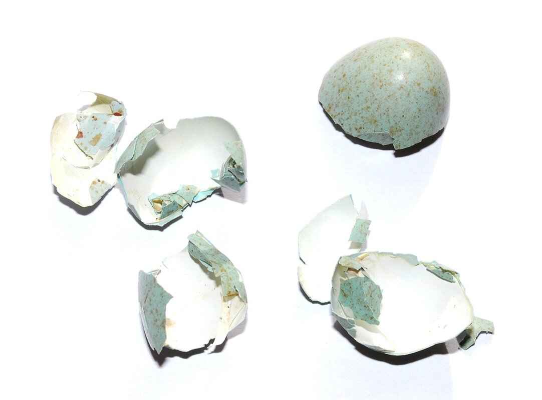 What Are the Nutritional Benefits of Thousand-Year-Old Eggs?