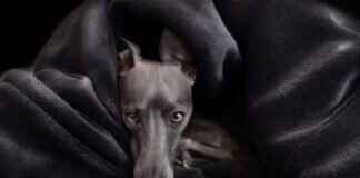 The Pride Dog Food: Ingredients, Reviews & Is It Worth It? The Pride Dog Food: Ingredients, Reviews & Is It Worth It?