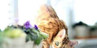 The Rich Heritage of West Bengal’s Folk Music and Dance Forms The Rich Heritage of West Bengal’s Folk Music and Dance Forms