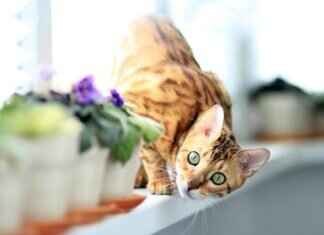 The Rich Heritage of West Bengal’s Folk Music and Dance Forms The Rich Heritage of West Bengal’s Folk Music and Dance Forms