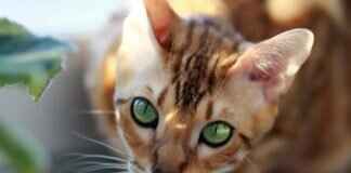 The Rise of Bengali Web Series: What’s Trending Now? The Rise of Bengali Web Series: What’s Trending Now?