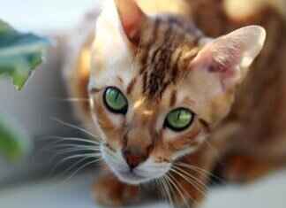 The Rise of Bengali Web Series: What’s Trending Now? The Rise of Bengali Web Series: What’s Trending Now?