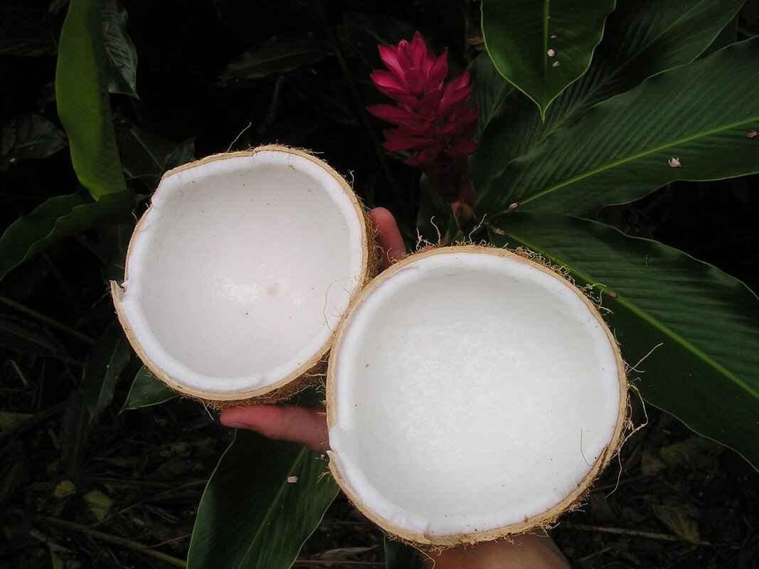 The Role of Coconut in Filipino Cooking 4 Storage Tips for Coconut Products