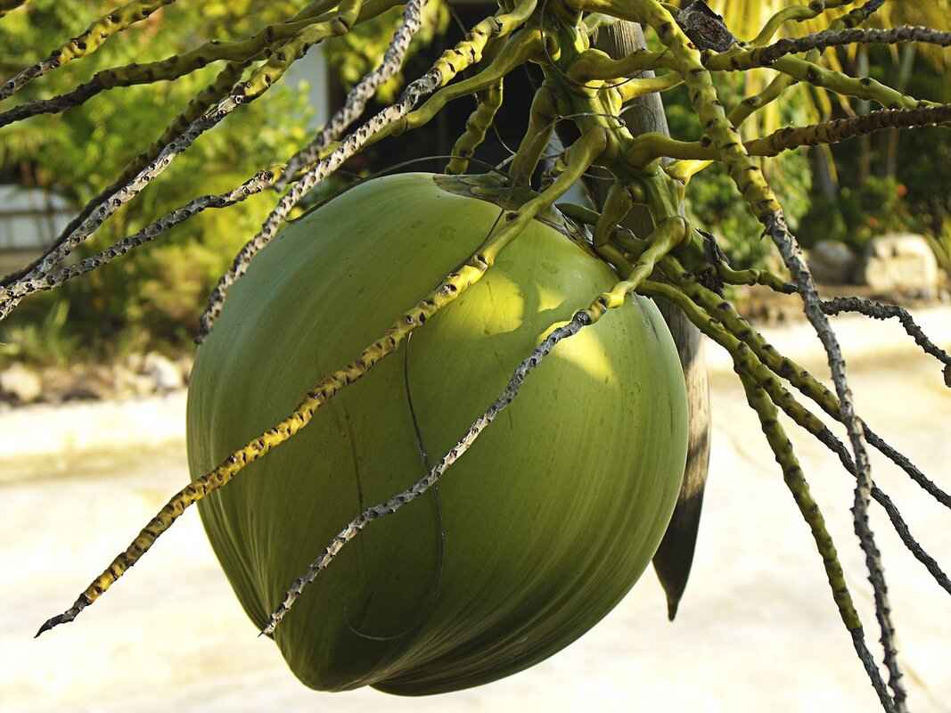 The Role of Coconut in Filipino Cooking 2 How Is Coconut Milk Made and Used in Traditional Dishes?