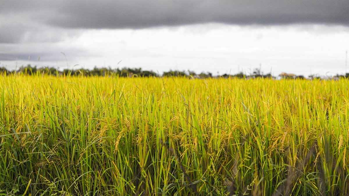 The Role of Rice in Asian Cuisine: A Deep Dive into Varieties & Uses 5 What Are the Future Trends in Rice Consumption in Asia?