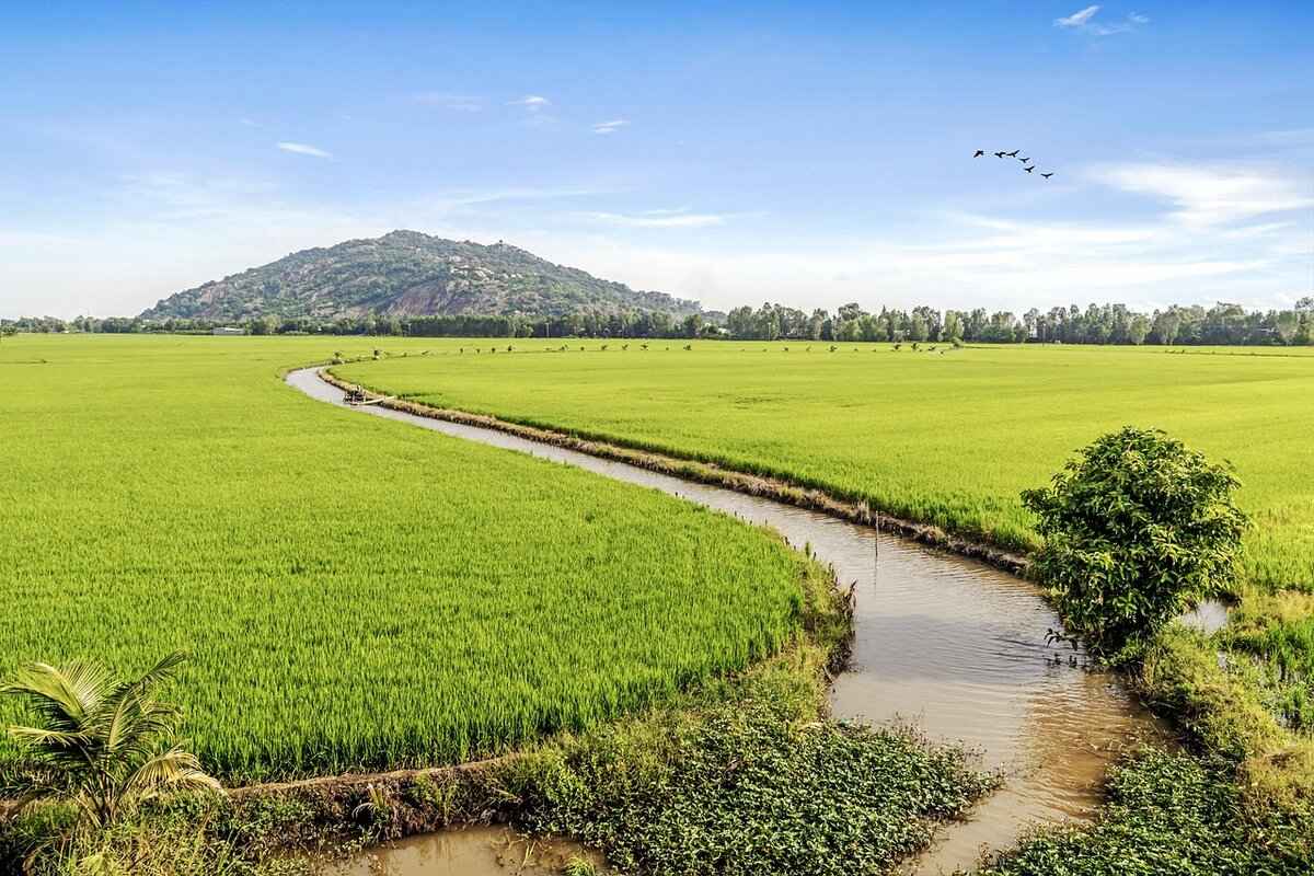 The Role of Rice in Asian Cuisine: A Deep Dive into Varieties & Uses 3 What Cultural Significance Does Rice Hold in Asia?