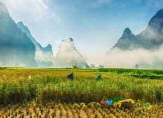 The Role of Rice in Asian Diets: Is It Healthy or Not? The Role of Rice in Asian Diets: Is It Healthy or Not?