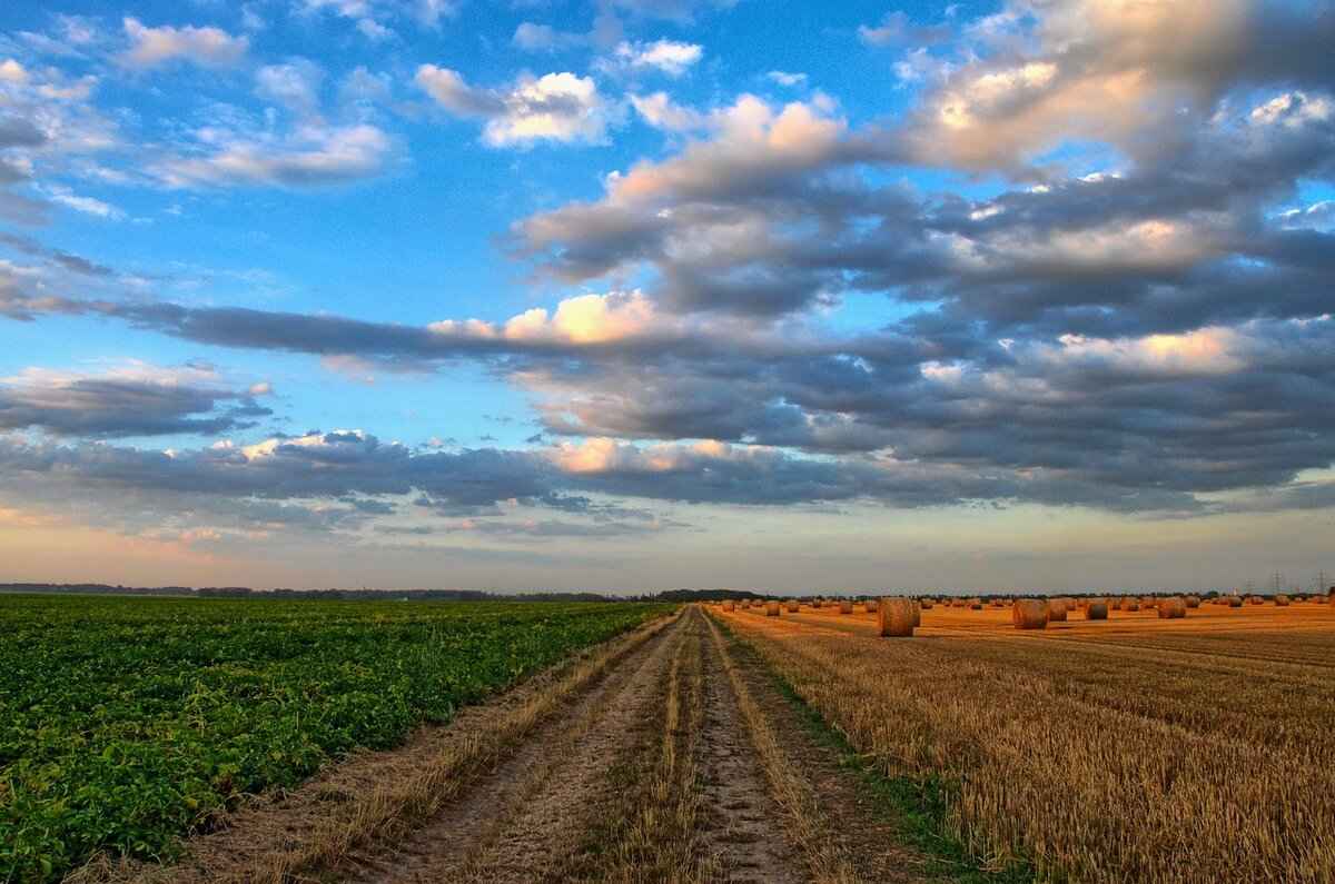 3. Agricultural Contributions to the Economy