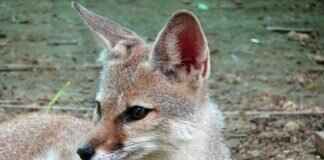 The Role of West Bengal in India’s Green Energy Revolution The Role of West Bengal in India’s Green Energy Revolution