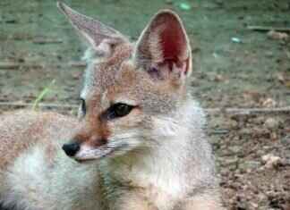 The Role of West Bengal in India’s Green Energy Revolution The Role of West Bengal in India’s Green Energy Revolution