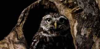 The Science Behind Perfectly Chewy Mochi and How to Make It at Home The Science Behind Perfectly Chewy Mochi and How to Make It at Home