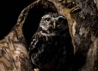 The Science Behind Perfectly Chewy Mochi and How to Make It at Home The Science Behind Perfectly Chewy Mochi and How to Make It at Home