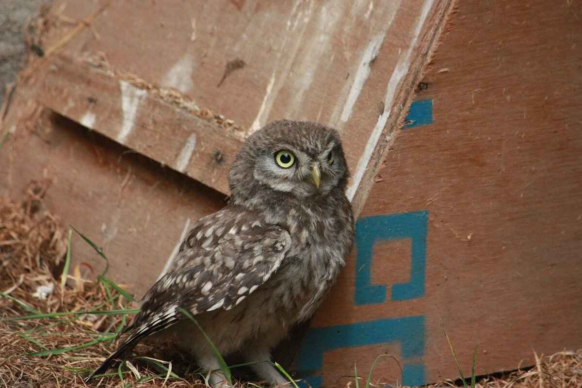 Step-by-Step Guide to Making Mochi at Home