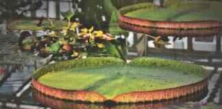 The Secret Behind Thailand’s Best Pad Thai The Secret Behind Thailand’s Best Pad Thai