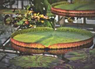 The Secret Behind Thailand’s Best Pad Thai The Secret Behind Thailand’s Best Pad Thai