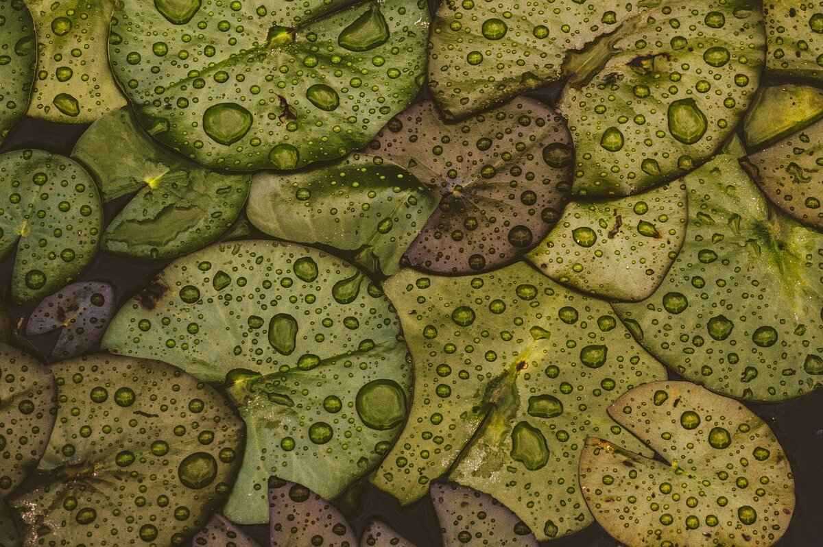 The Secret Behind Thailand’s Best Pad Thai 3 Which Vegetables Complement Pad Thai Best?