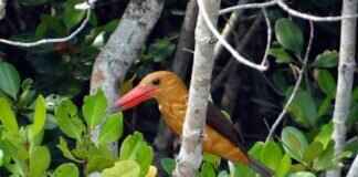 The Secret History of Bengal’s Hidden Underground Tunnels The Secret History of Bengal’s Hidden Underground Tunnels