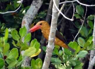 The Secret History of Bengal’s Hidden Underground Tunnels The Secret History of Bengal’s Hidden Underground Tunnels