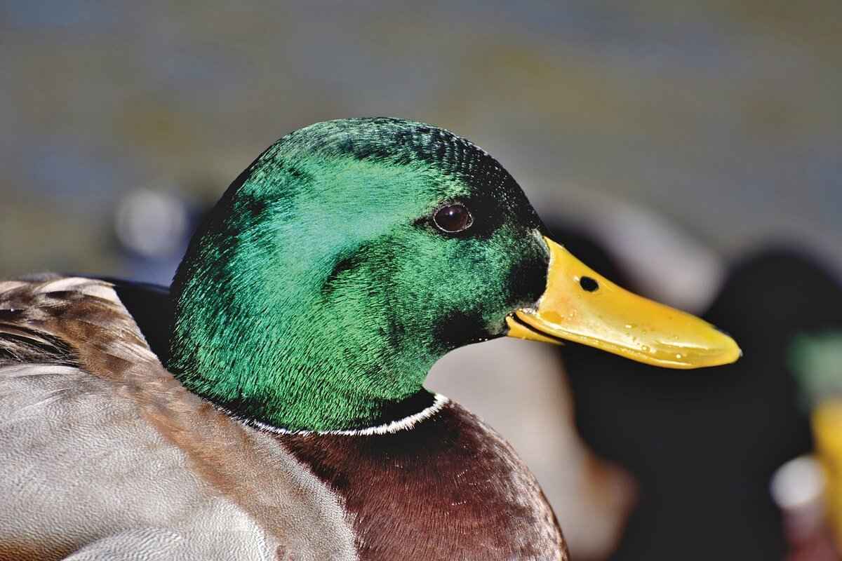 What Makes Peking Duck Unique?