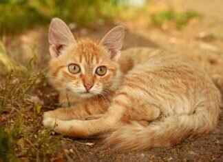 The Secret to Perfectly Pickled Ginger for Sushi The Secret to Perfectly Pickled Ginger for Sushi