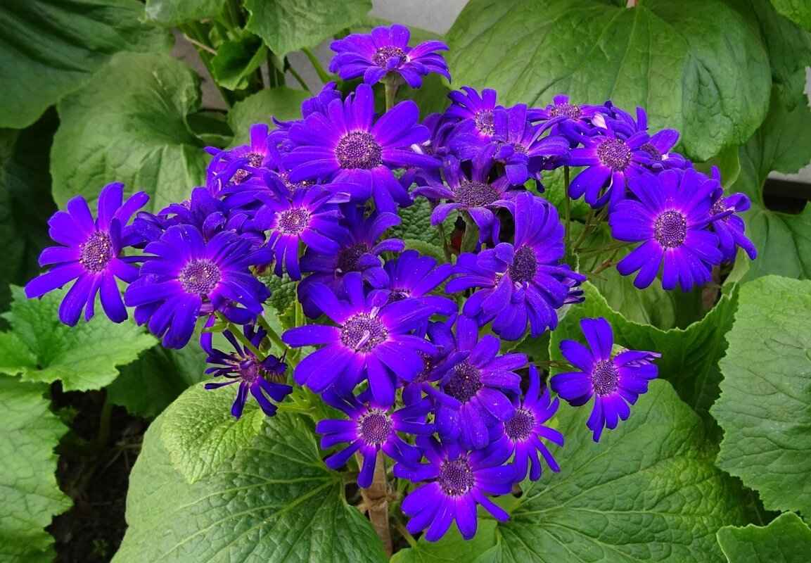 The British Colonial Era and Its Impact