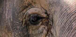 The Timeless Appeal of Asian Massage Techniques in Keeping Youthful The Timeless Appeal of Asian Massage Techniques in Keeping Youthful