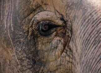 The Timeless Appeal of Asian Massage Techniques in Keeping Youthful The Timeless Appeal of Asian Massage Techniques in Keeping Youthful