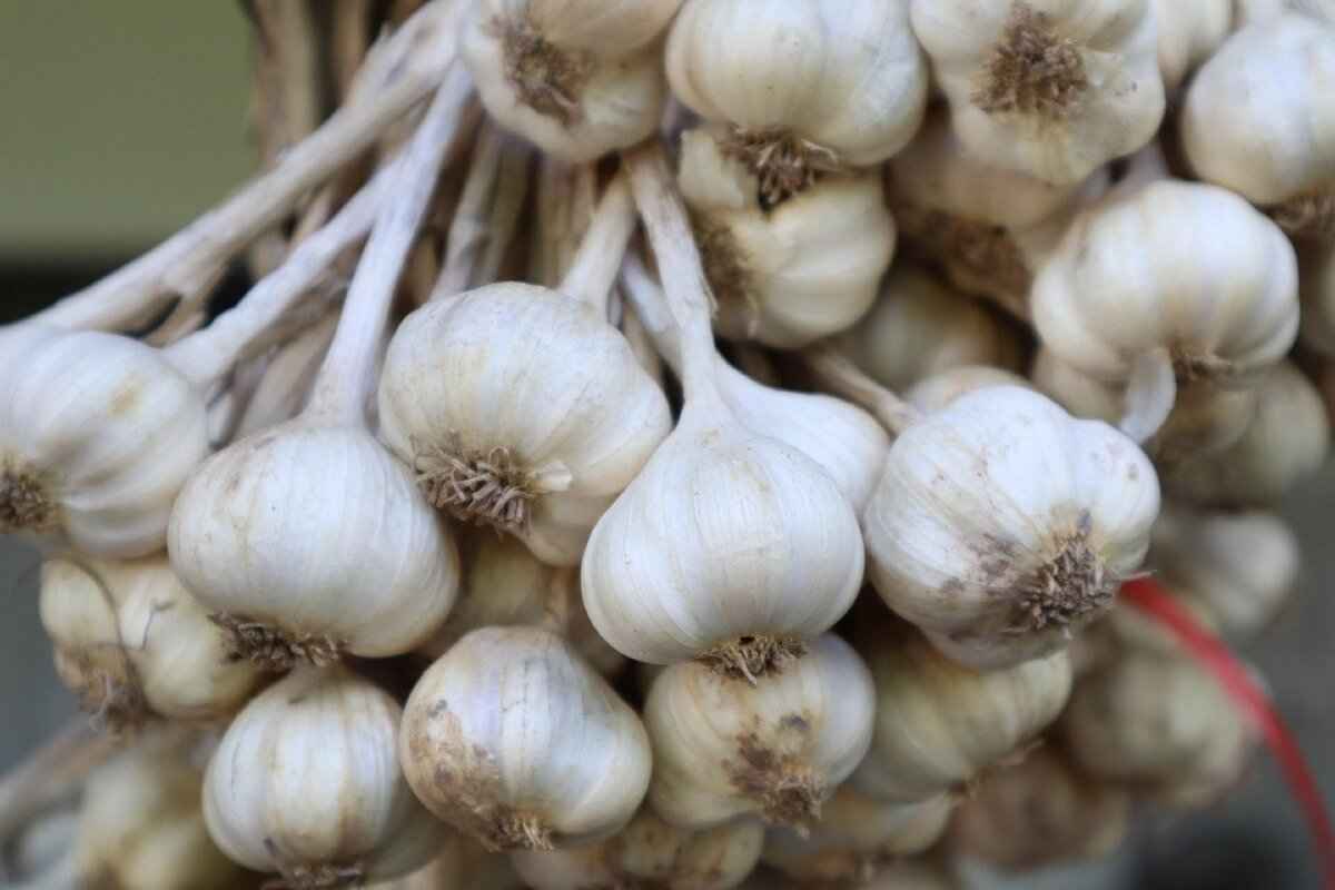 What Are the Health Benefits of Indonesian Spices?