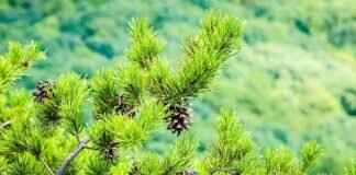 Things to Do in North Georgia: Must-See Attractions and Activities Things to Do in North Georgia: Must-See Attractions and Activities