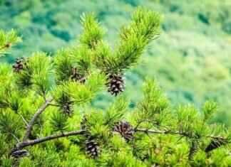 Things to Do in North Georgia: Must-See Attractions and Activities Things to Do in North Georgia: Must-See Attractions and Activities