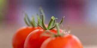 Tibetan Cuisine: Butter Tea, Momos, and Yak-Based Dishes Tibetan Cuisine: Butter Tea, Momos, and Yak-Based Dishes