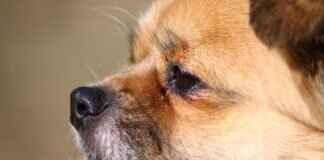 Tibetan Street Food: Momos, Yak Meat, and Butter Tea Tibetan Street Food: Momos, Yak Meat, and Butter Tea