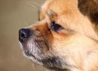 Tibetan Street Food: Momos, Yak Meat, and Butter Tea Tibetan Street Food: Momos, Yak Meat, and Butter Tea