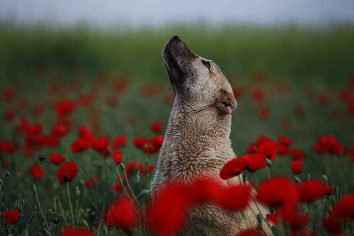 Köpeklerde Kene Isırıkları – Belirtiler, Tedavi ve Önleme 1 Kene Isırığı Nedir?