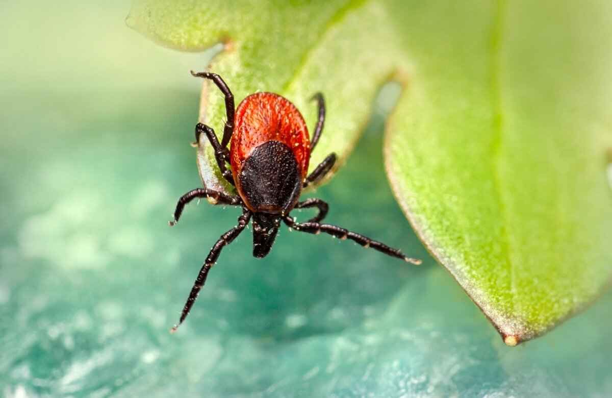 Preventing Tick Bites in Dogs