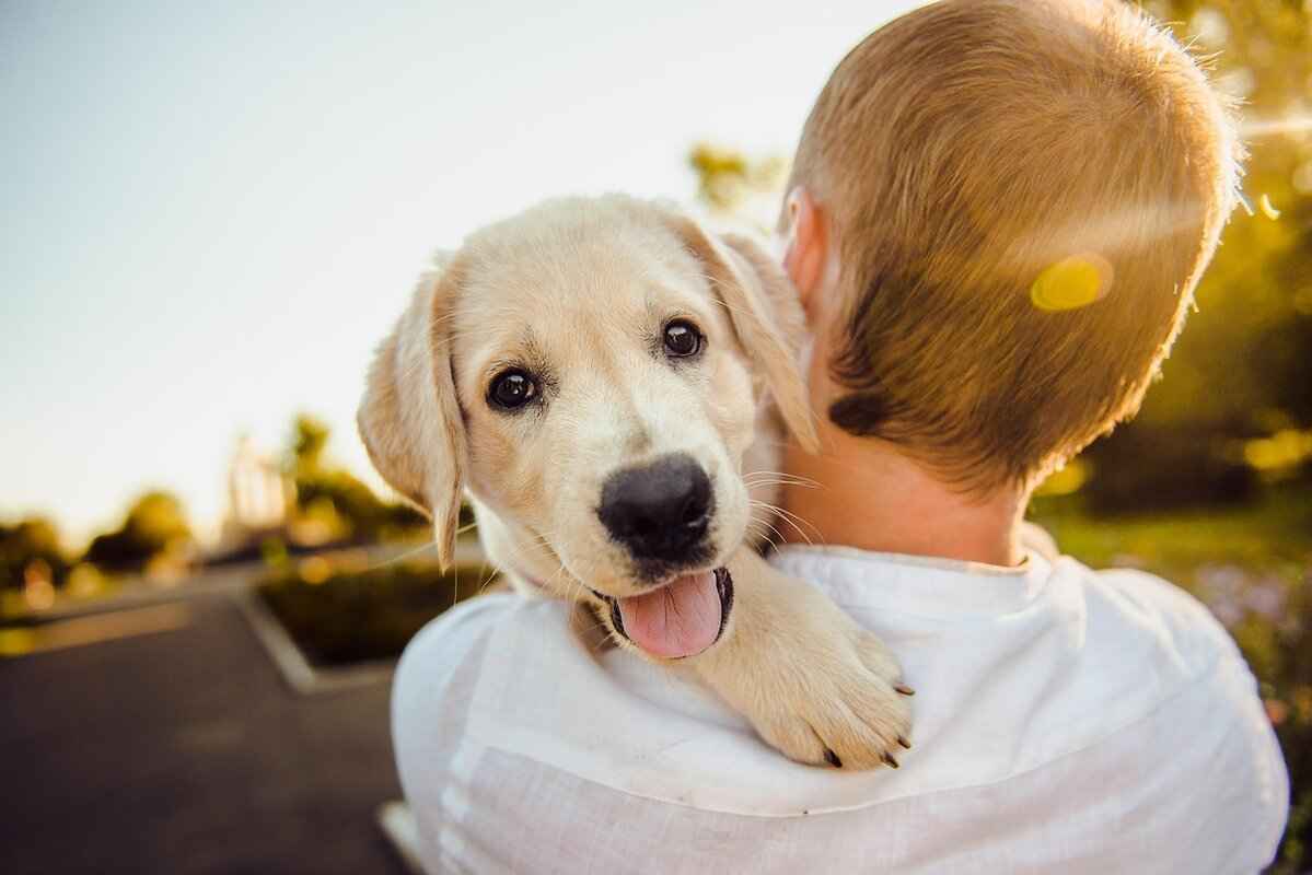 Köpeklerde Kene Isırıkları – Belirtiler, Tedavi ve Önleme 2 Köpeklerde Kene Isırığı Belirtileri