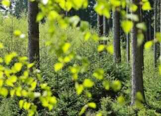 Toe Guards: Best Protection for Work & Sports Toe Guards: Best Protection for Work & Sports