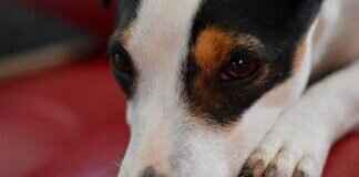 Top 10 Best Paw Patrol Episodes of All Time Top 10 Best Paw Patrol Episodes of All Time