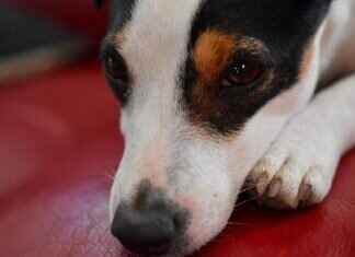 Top 10 Best Paw Patrol Episodes of All Time Top 10 Best Paw Patrol Episodes of All Time