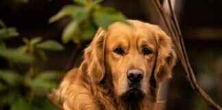 En Güçlü Isırık Gücüne Sahip 10 Köpek Irkı En Güçlü Isırık Gücüne Sahip 10 Köpek Irkı