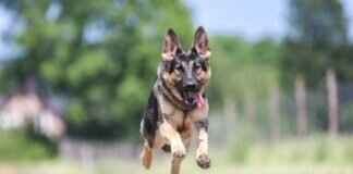 Top 10 Strongest Dog Bites – Breeds with the Most Powerful Jaws Top 10 Strongest Dog Bites – Breeds with the Most Powerful Jaws