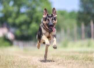 Top 10 Strongest Dog Bites – Breeds with the Most Powerful Jaws Top 10 Strongest Dog Bites – Breeds with the Most Powerful Jaws