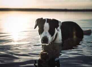 En Güçlü 10 Köpek Isırığı – En Güçlü Çene Yapısına Sahip Irklar En Güçlü 10 Köpek Isırığı - En Güçlü Çene Yapısına Sahip Irklar
