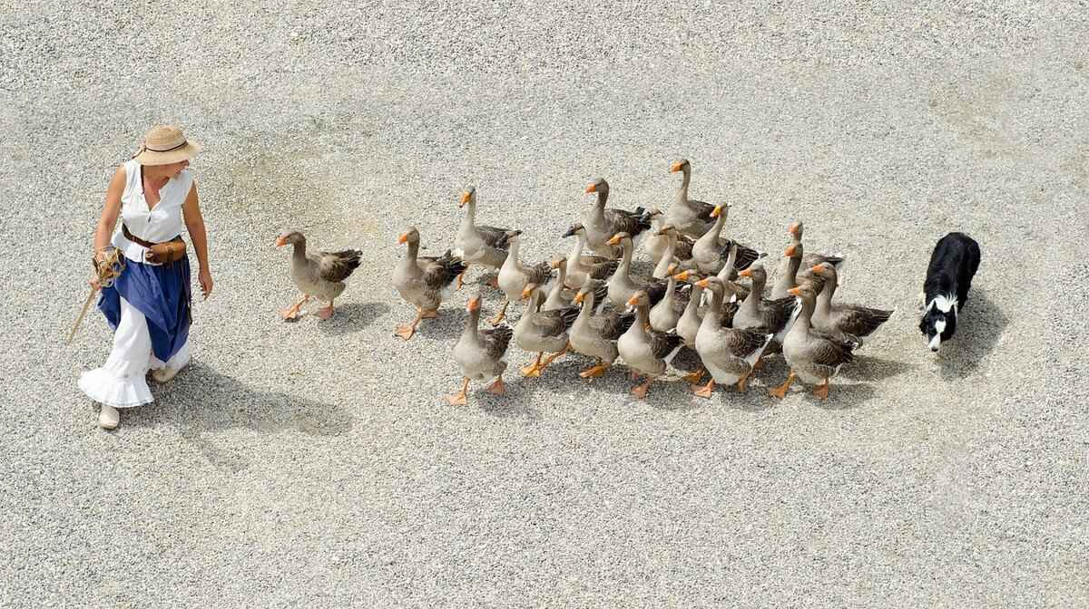 Köpek Isırığının Gücü Nedir?