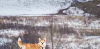 Top Guard Dogs with the Most Powerful Bites Top Guard Dogs with the Most Powerful Bites