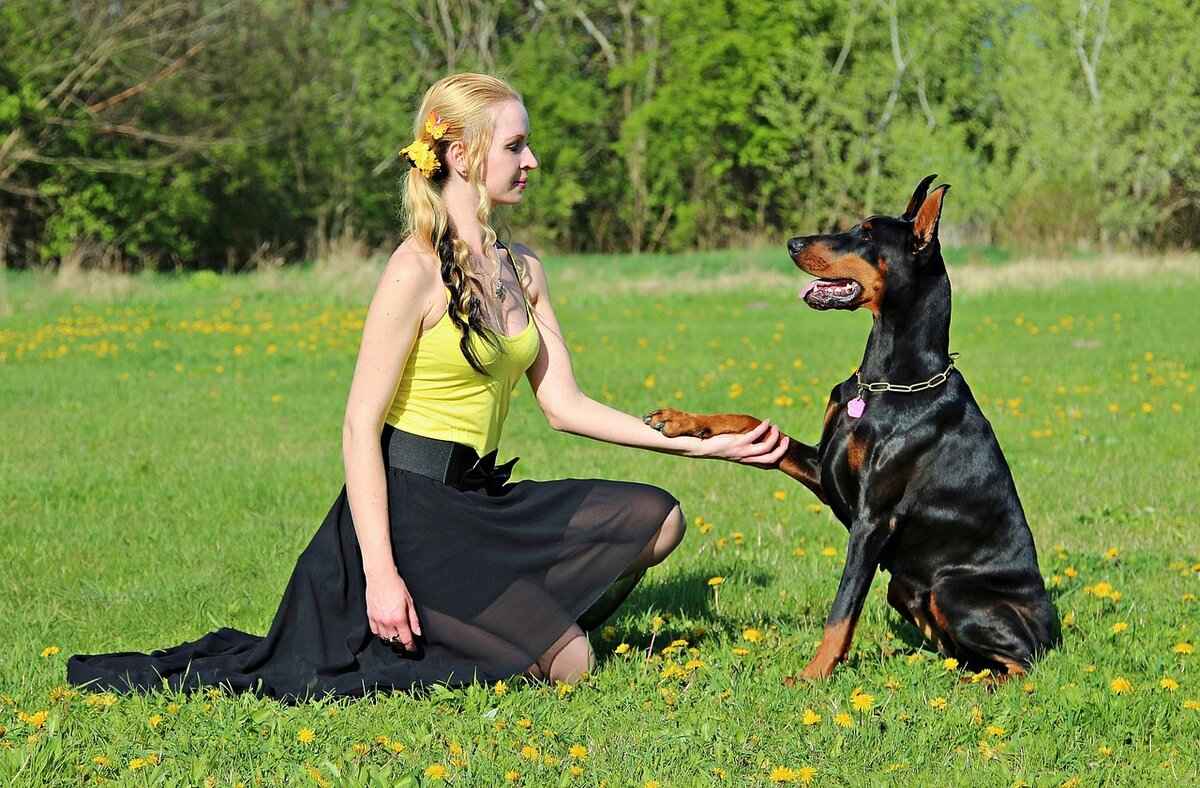 4. Doberman Pinscher