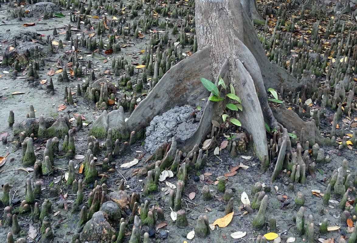 Top Scenic Routes for Road Trips Across West Bengal 2 2. The Serene Sundarbans Journey