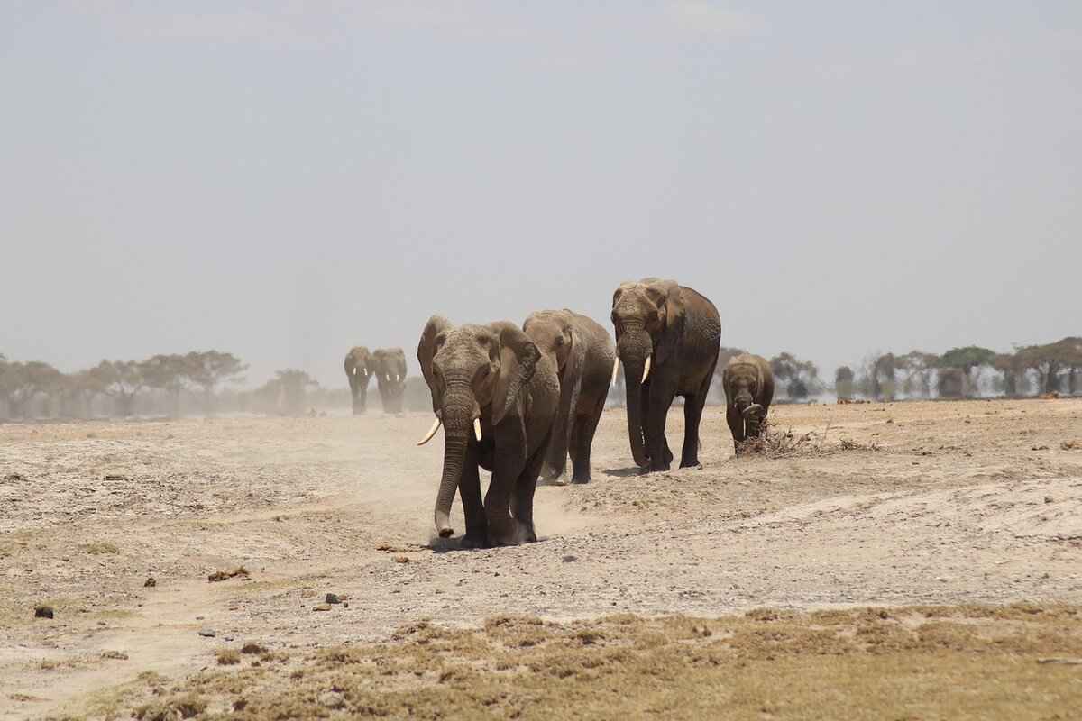 Top Scenic Routes for Road Trips Across West Bengal 8 8. The Wildlife Safari in Jaldapara