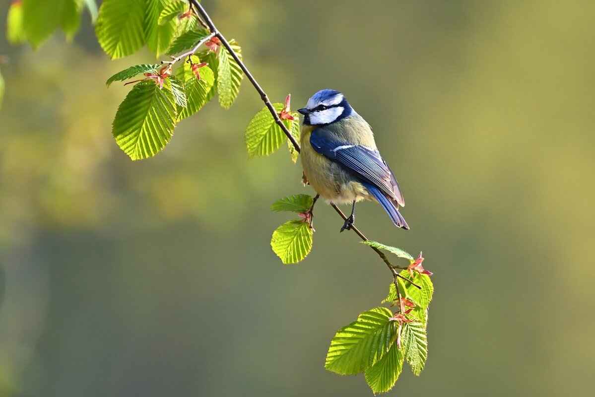 Top Things to Do in Barasat, West Bengal: A Local’s Guide 2 2. Explore the Natural Beauty of Baisakhi Park