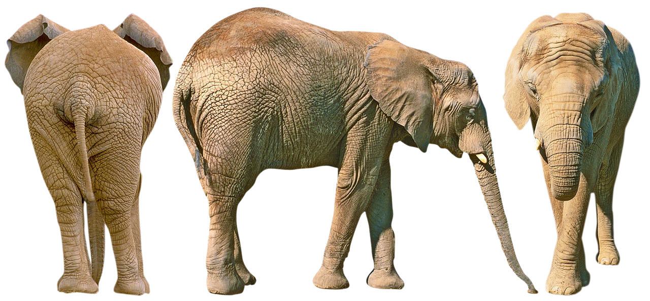 Notable Jungle Missions Featuring Tracker